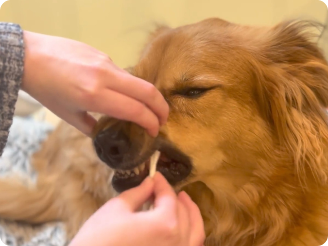 Hands using a swab to collect a sample from a golden retriever dog's mouth.