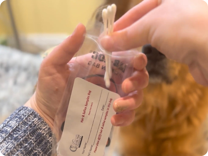 Hands putting pet's 3 cotton swab samples into labeled biohazard bag.