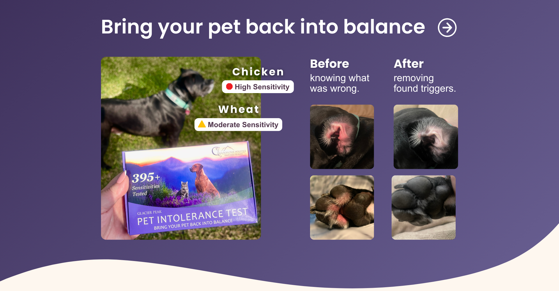 Hand holding Pet Intolerance Test with before and after photos of of dog with red skin inflammation on ear and paws. "Bring your pet back into balance with arrow. Sensitivities found in test are highlighted.