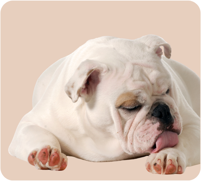 A white bulldog licks its paw, highlighting common skin irritations found in breeds with folds.