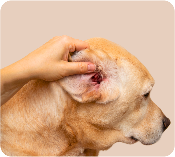 A hand gently holds up a dog's ear, revealing a red, inflamed inner ear, indicating a possible ear infection.