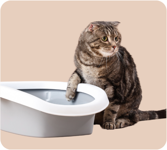 A tabby cat is cautiously approaching a grey and white litter box, with one paw already inside.