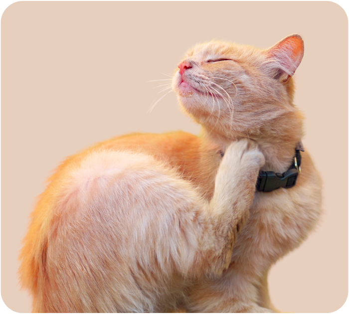 A ginger cat is scratching its neck with its hind leg, its eyes closed in relief.