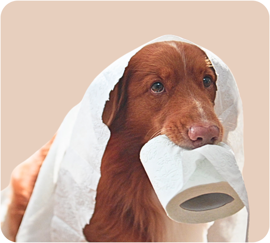 A Nova Scotia Duck Tolling Retriever with a mischievous look, draped in toilet paper, holding a roll in its mouth.