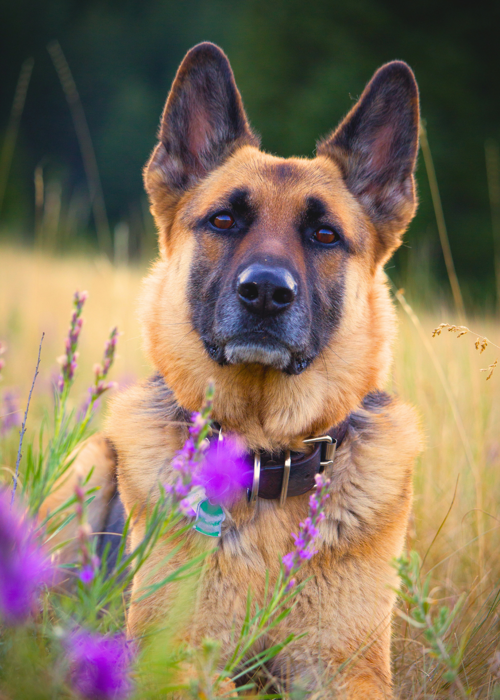 German Shepherd in flower field.