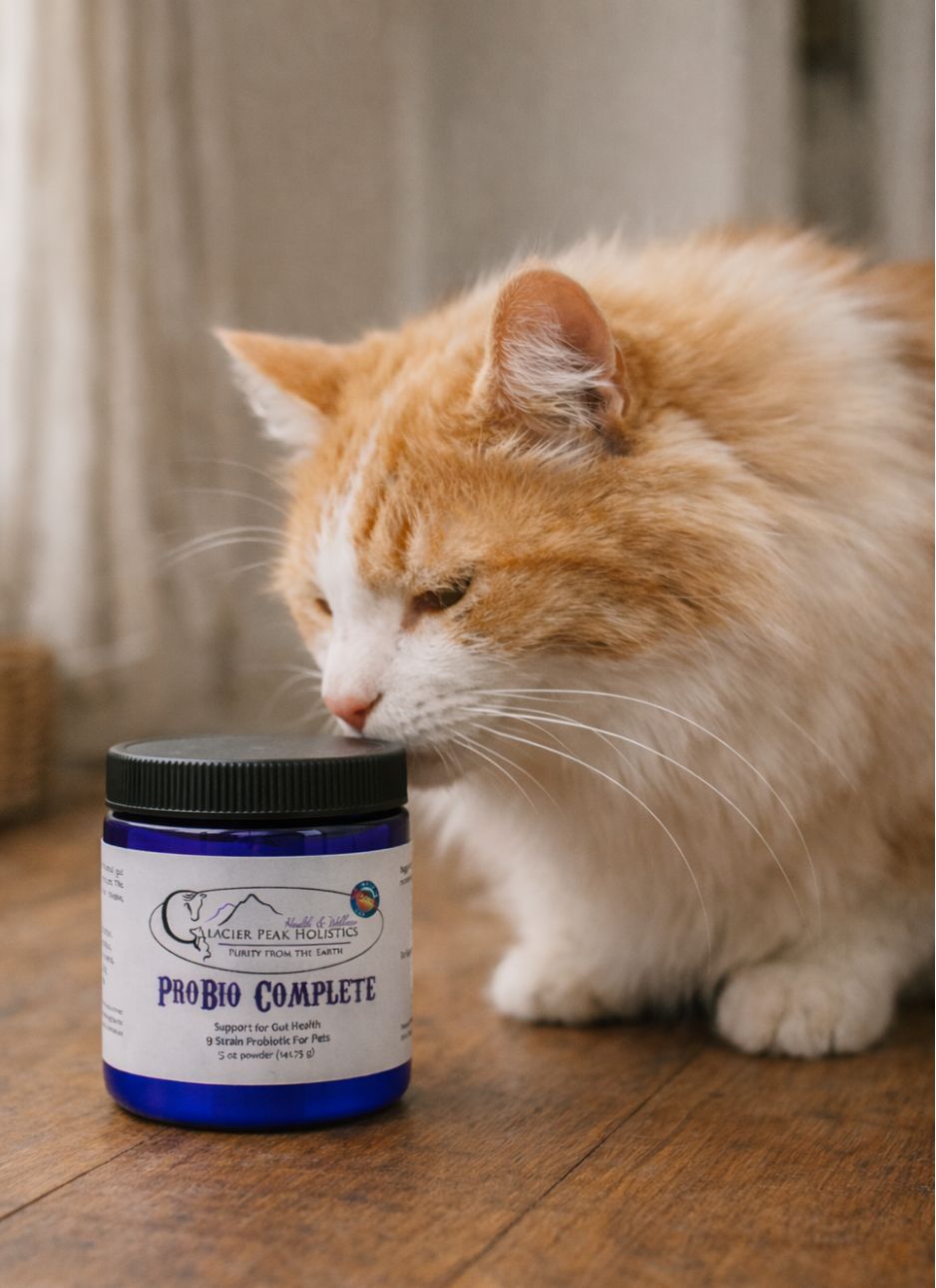 Fluffy orange and white cat sniffing a blue jar of ProBio Complete probiotic powder on a wooden floor.
