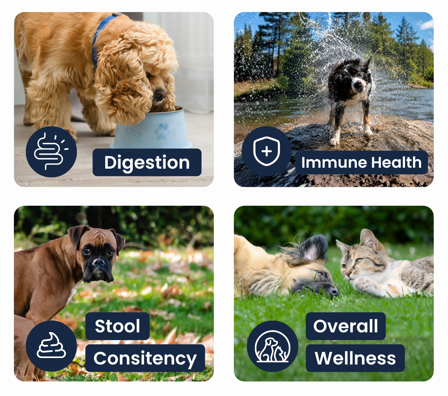 Four-panel collage showing dogs and a cat with icons and text labels for digestion, immune health, stool, and wellness.