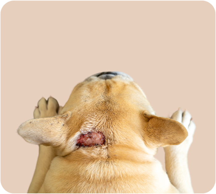 A bulldog with a skin infection on its neck, indicating the need for medical attention.