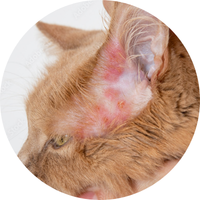 Recurrent Rashes
