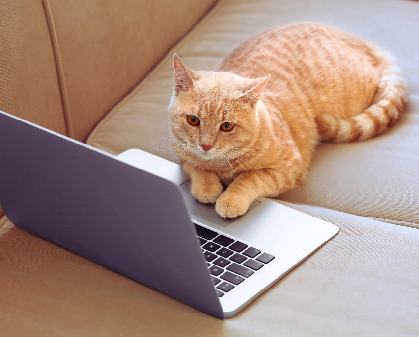 An orange cat stares intently at an open laptop keyboard while lying on a sofa.