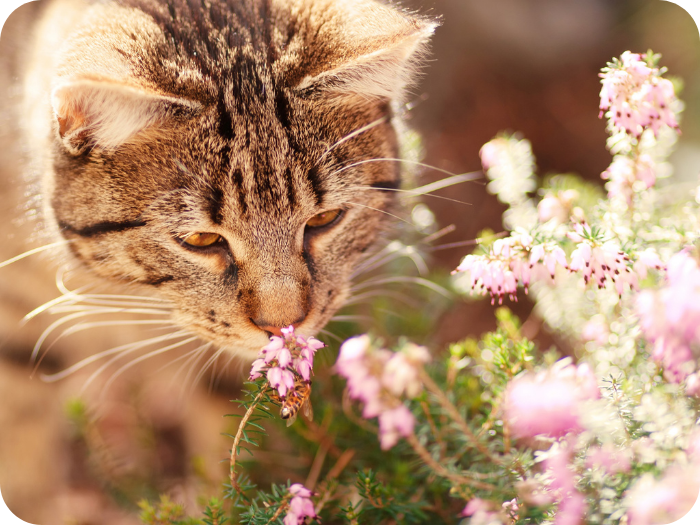 A tabby cat with golden eyes gently sniffs small pink heather flowers in a sunlit garden.