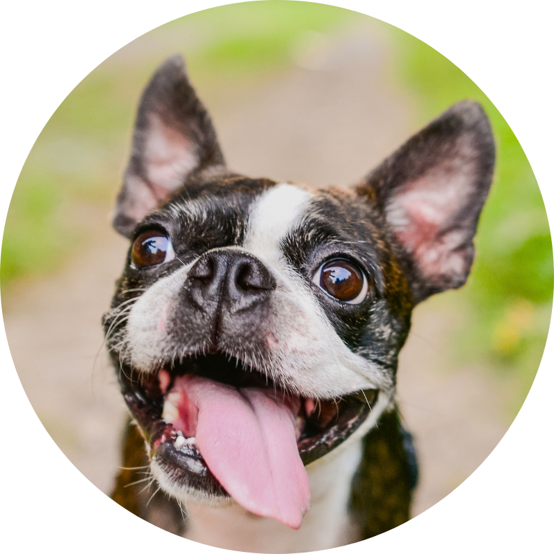 A happy, panting Boston Terrier looks up with wide eyes and floppy ears.