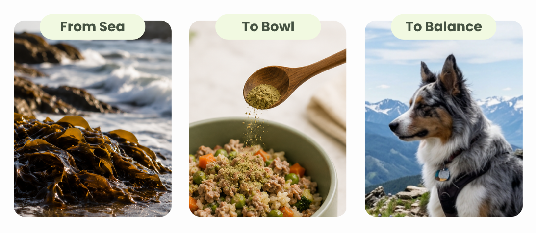 Three panels showing kelp on a rocky shore, green supplement powder being sprinkled into a pet bowl, and a dog outdoors.