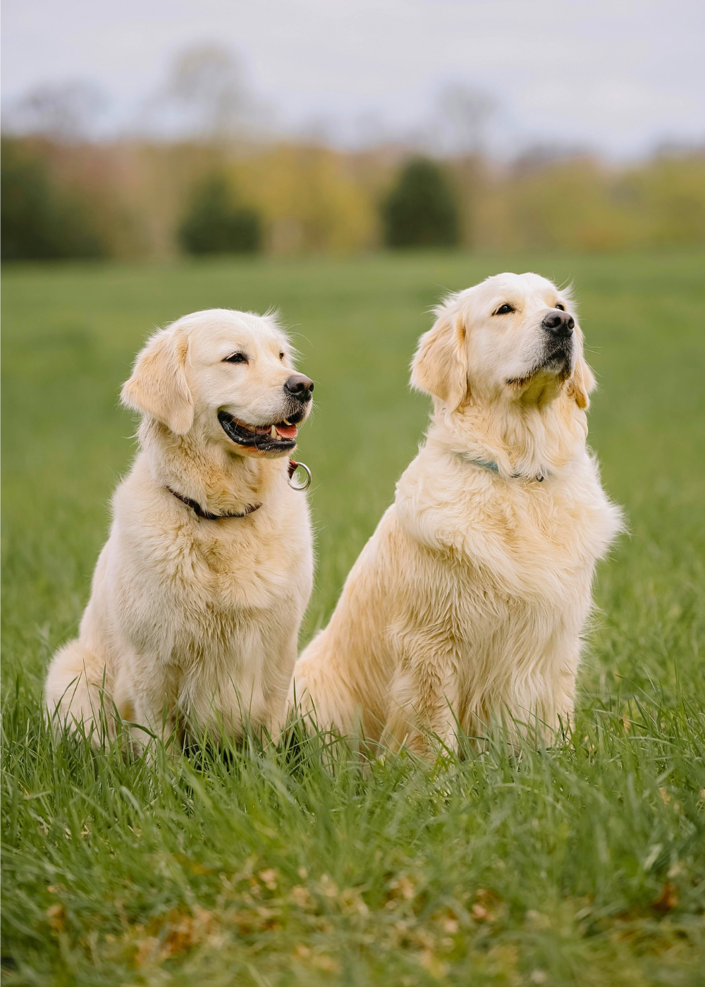 Two golden retrievers sit attentively in a grassy field, one looking left and the other looking up.