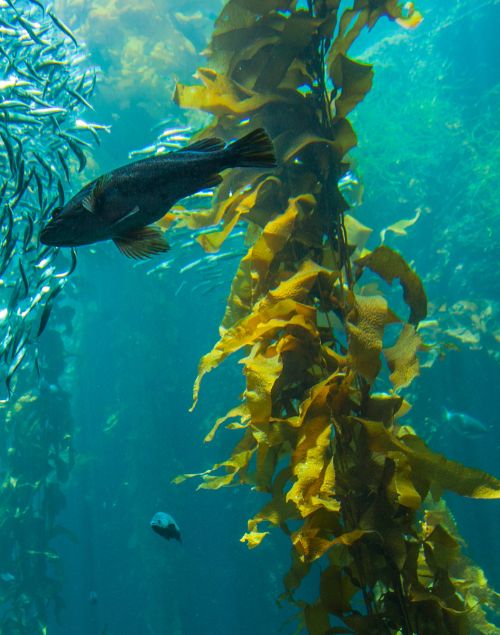 Large fish swimming through a vibrant underwater kelp forest with a school of small silver fish in blue water.