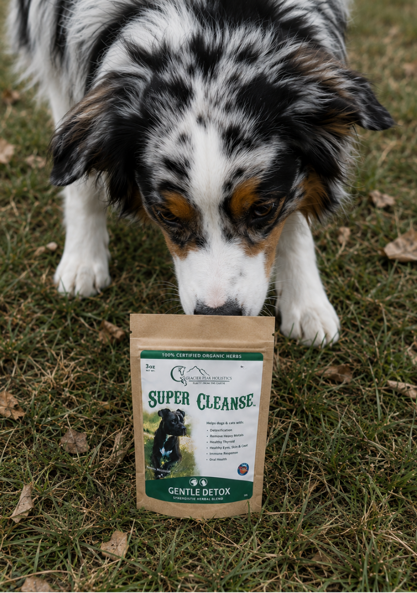 Australian Shepherd looking at a brown pouch of Super Cleanse herbal pet supplement sitting on green grass.