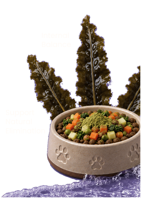 Pet food bowl with kibble, vegetables, and green kelp powder, accented by large kelp leaves and a water splash effect.