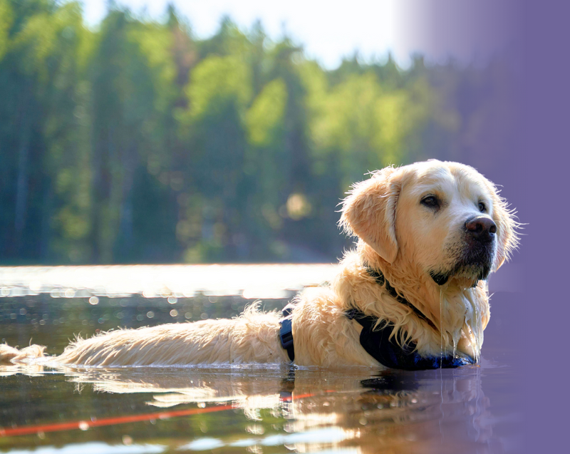 Golden retriever wearing a black harness standing in a sunlit lake with a blurred forest background.