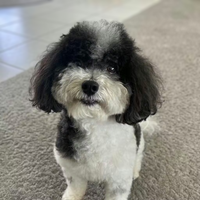 Havamalt Dog