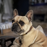 French Bulldog