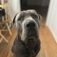 Boerboel Dog