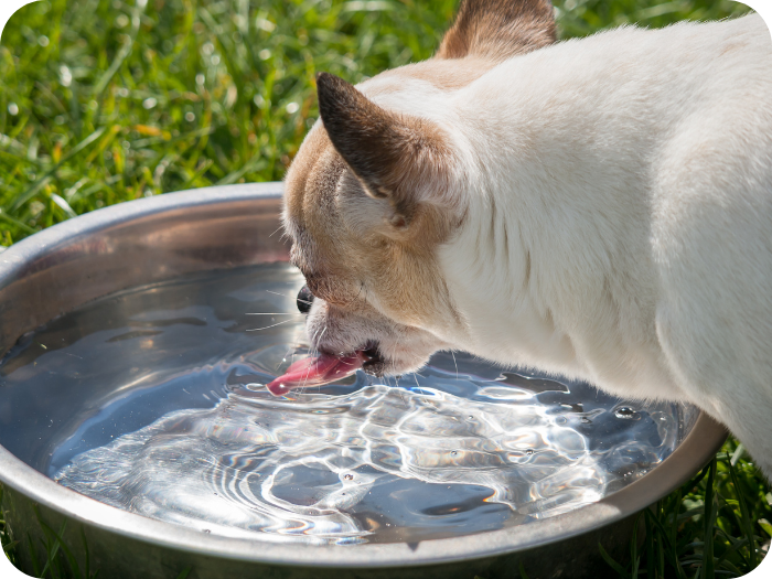 Small white dog drinking water from a stainless steel bowl on a green lawn.