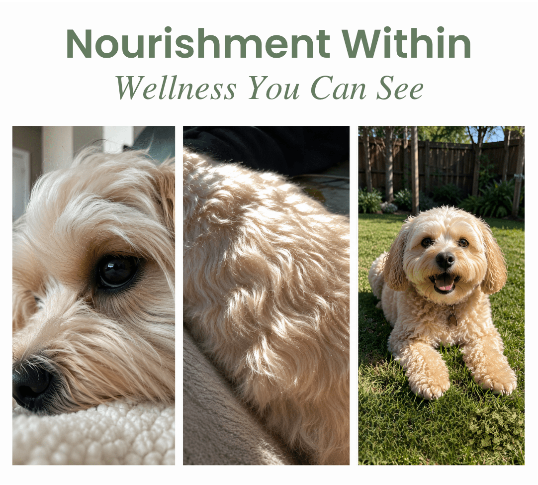 Close-up and full-body shots of a happy, fluffy cream-colored dog with a healthy, shiny coat on a sunny lawn.
