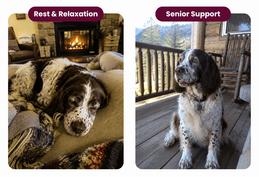 Brown and white senior spaniel resting by a fireplace and sitting on a wooden porch for joint and mobility support.