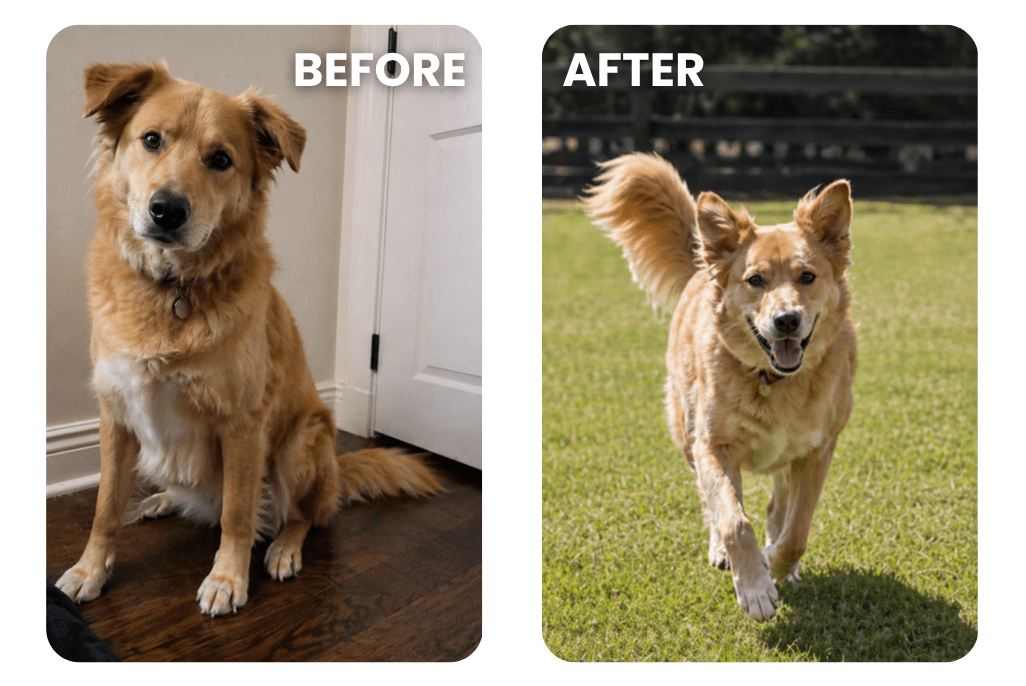 Golden dog sitting indoors before Inflapotion use and running happily outdoors after, showing improved mobility.