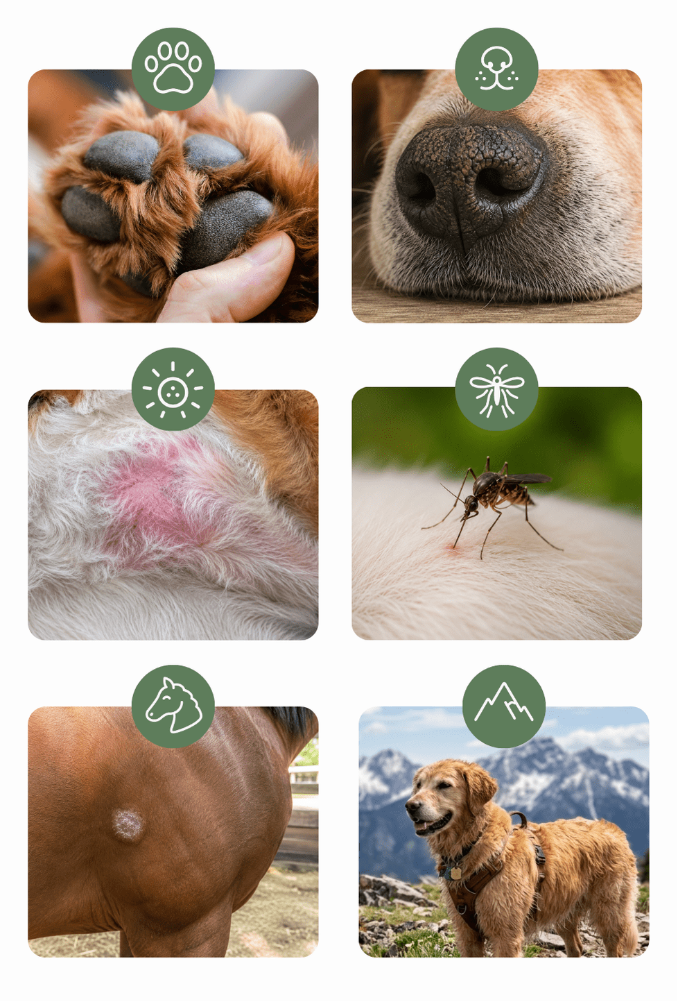 Six panels showing pet skin care needs, including paws, nose, irritation, insect bites, and a dog in mountain scenery.