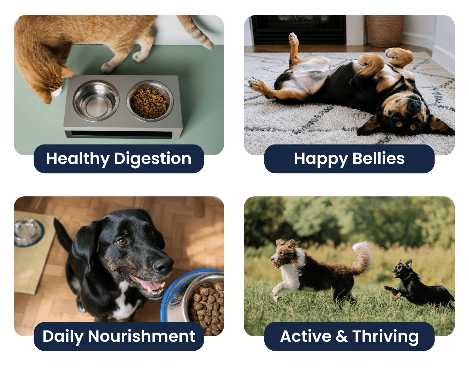 Four panels showing a cat eating, a dog relaxing, a dog with food, and dogs playing to promote Paw-Gest pet enzymes.