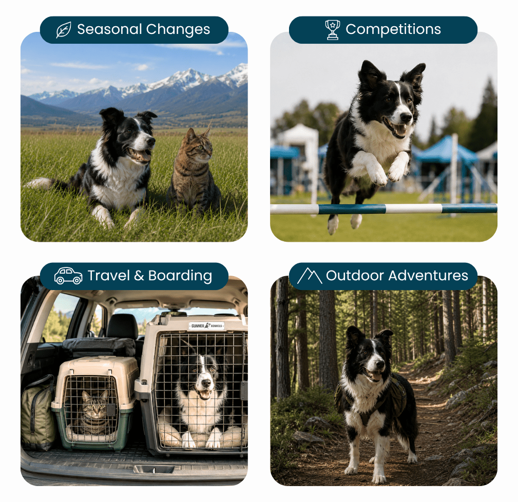 Four-panel collage showing a dog and cat in nature, a dog jumping a hurdle, pets in travel crates, and a dog hiking.